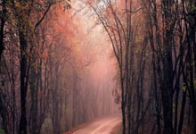 法国队在女足锦标赛中获得亚军